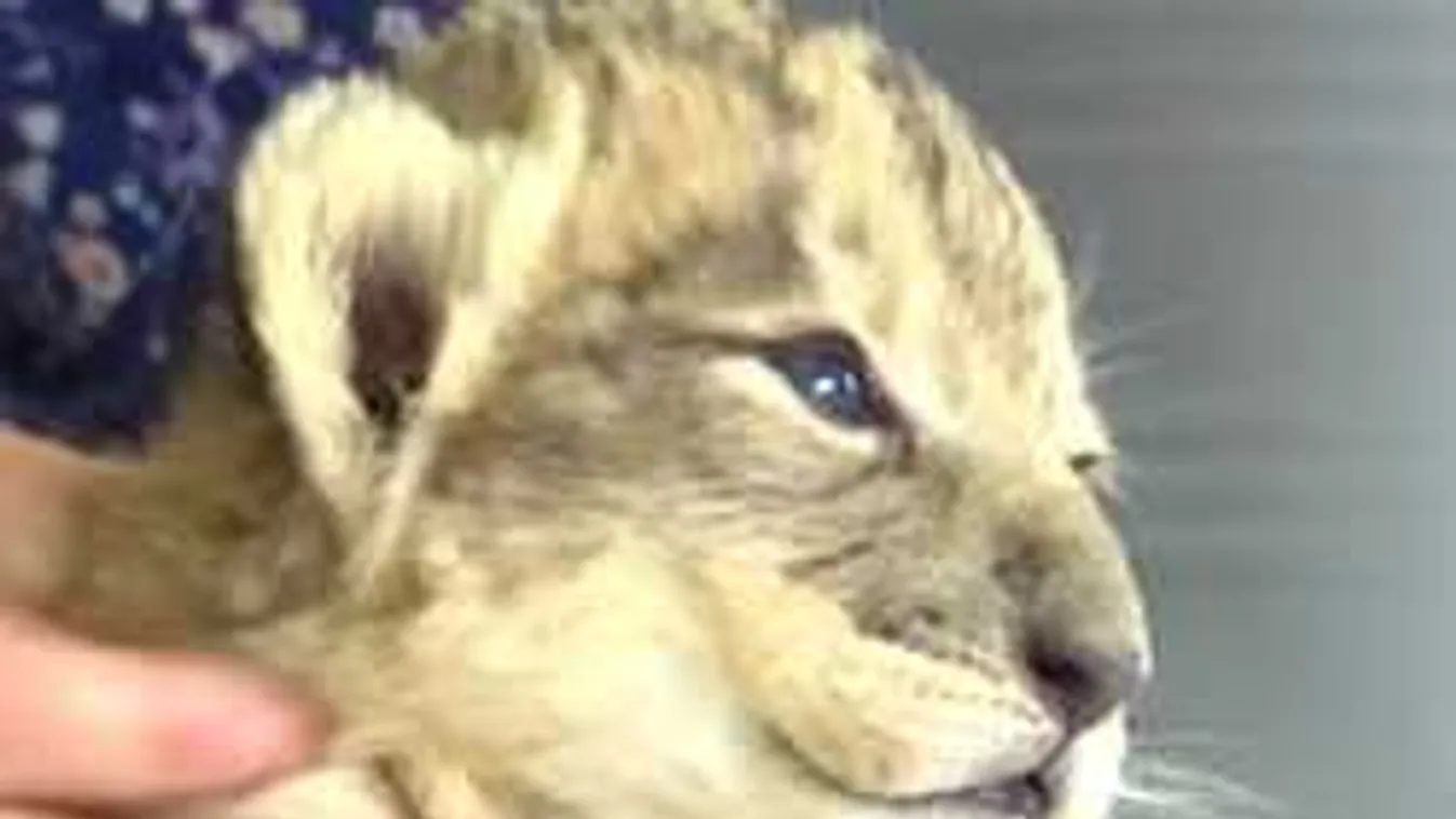 Cuki oroszlánkölykök születtek, újabb lépés a kihalófélben lévő fajok megmentésére