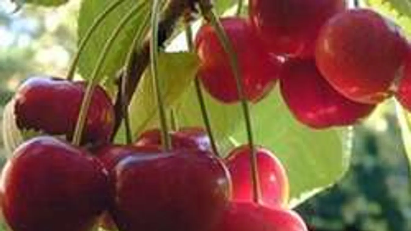 Cseresznye, a természetes csodaszer