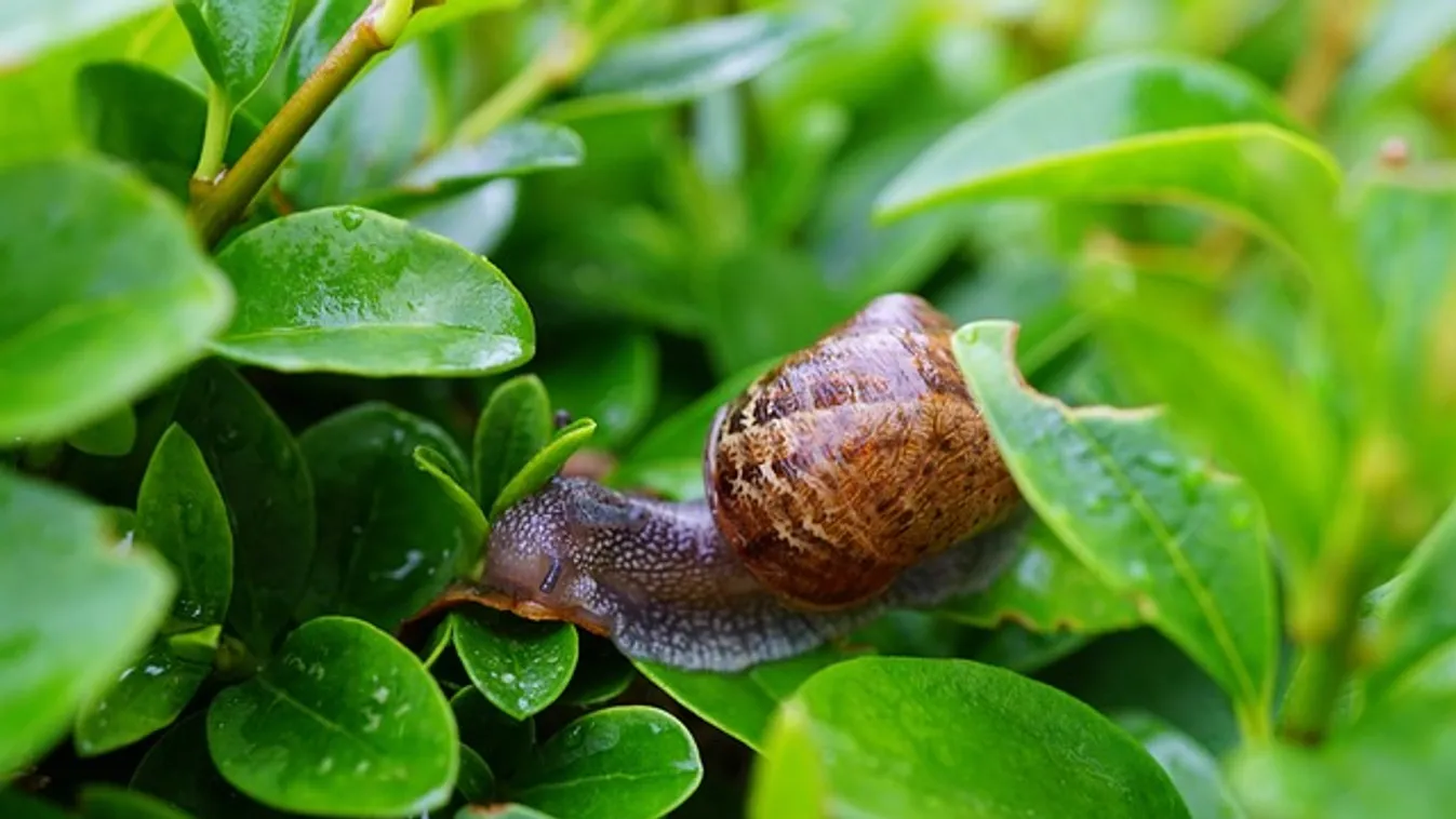 Csigák a kertben? Ettől tuti menekülni kezdenek