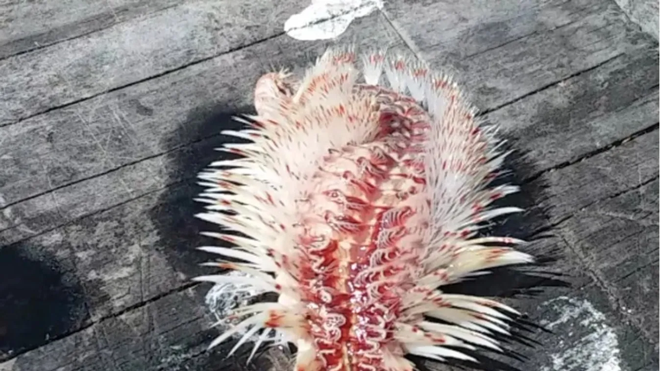 Hínárnak hitte a kapást a horgász, szörnyű, ami ezután történt