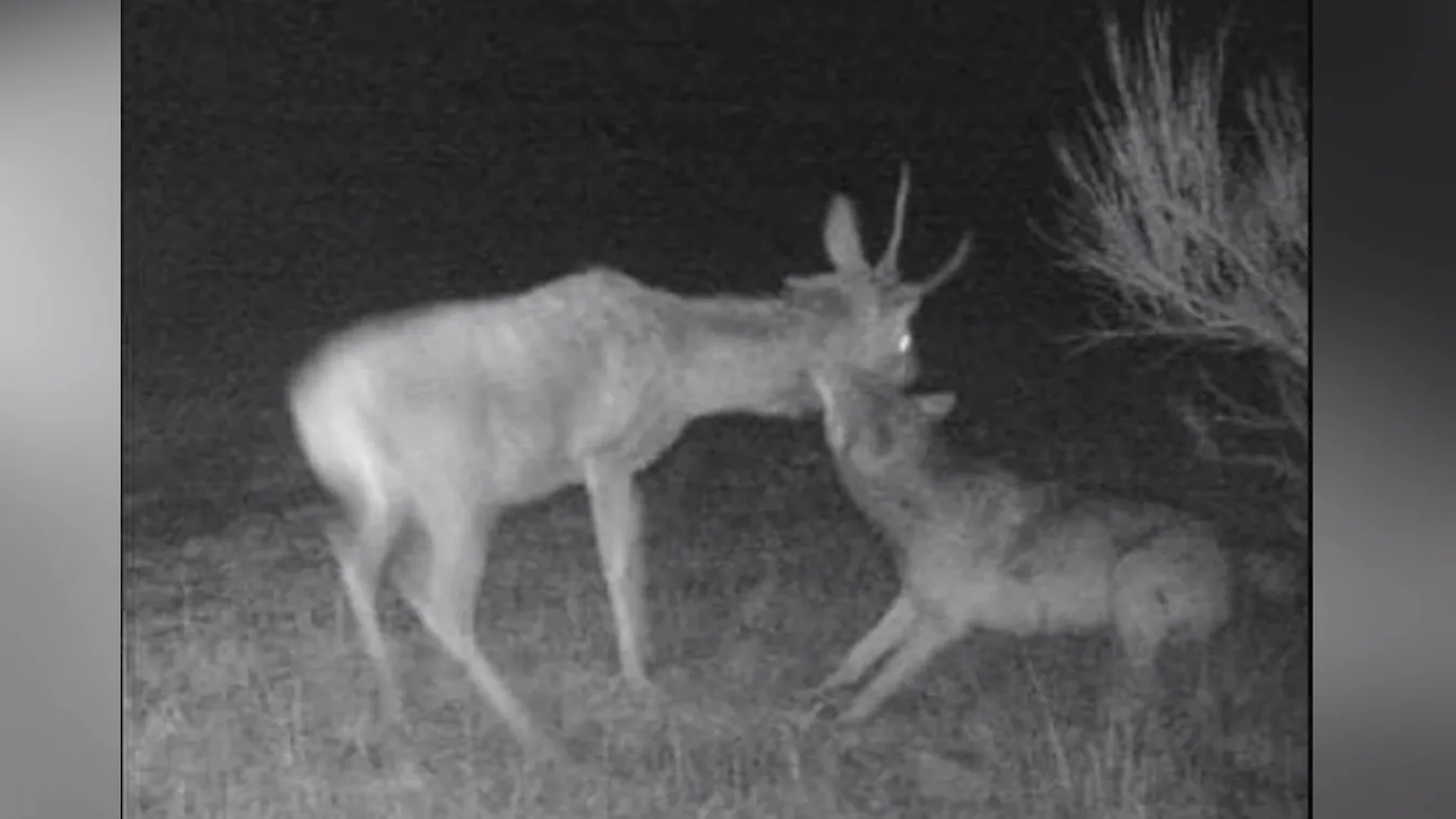 Farkasok tartják rettegésben az embereket Borsodban – Videó