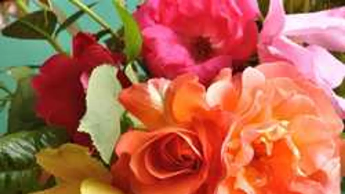 Tetves a rózsád? Mutatjuk, mit kell tenni