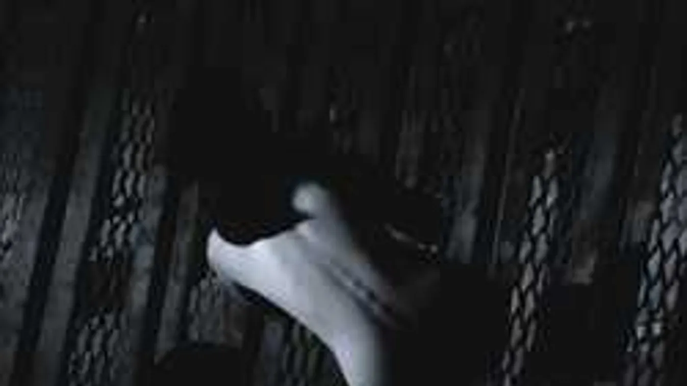 Pelenkában alszanak a nők, nehogy megerőszakolják őket