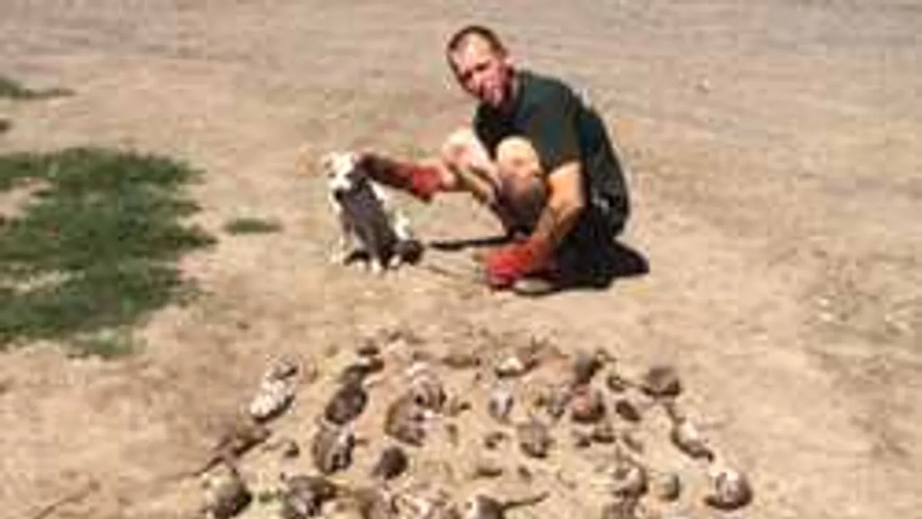 Látványos patkányirtás Kelet-Magyarországon