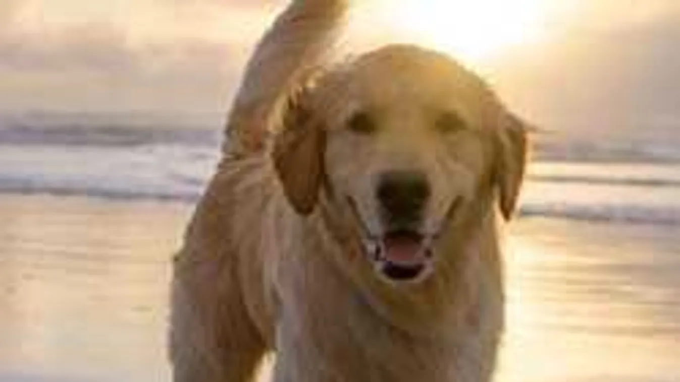 Két gyerekbe csapott a villám, kutyájuk segített