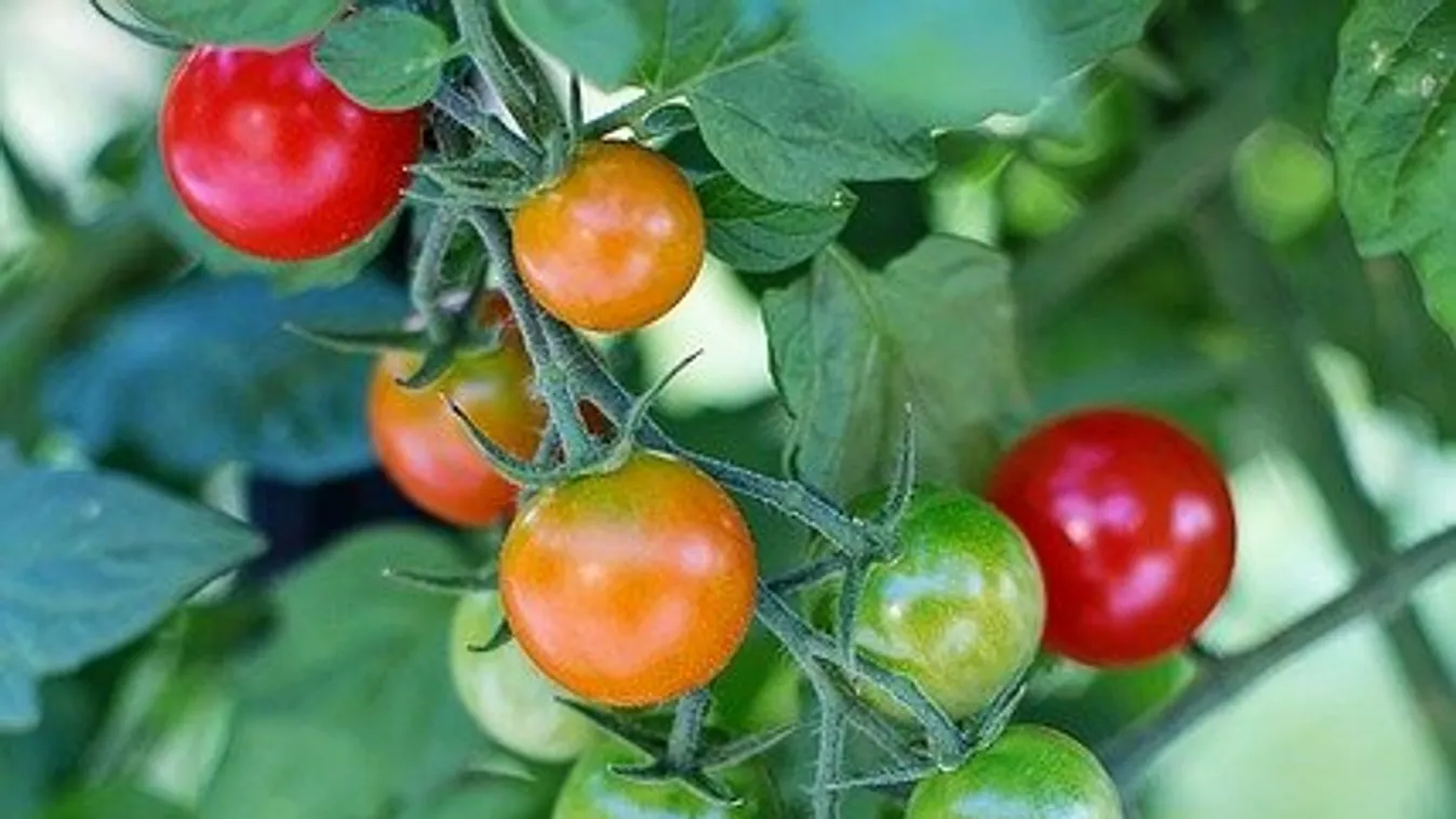 Idén ne rontsd el a paradicsomot: ez a helyes időpont a palántaneveléshez