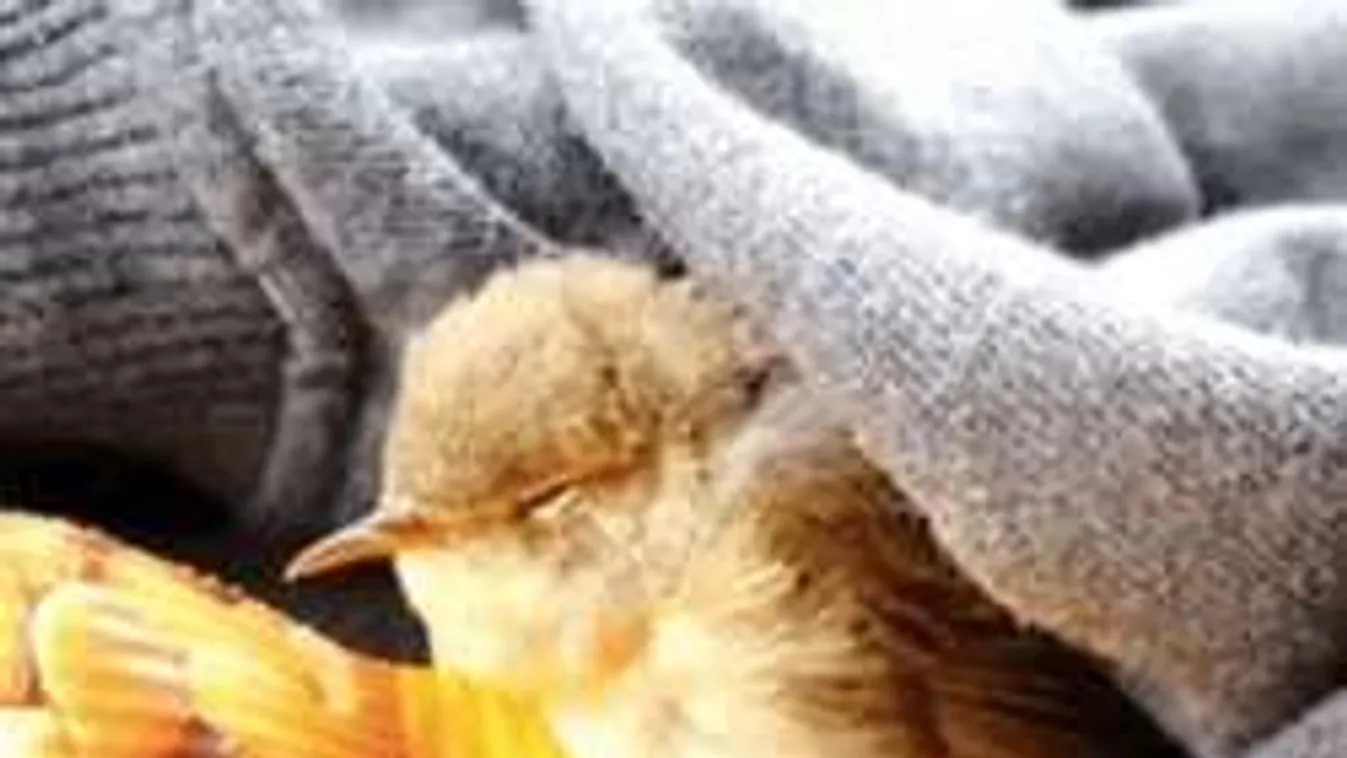 Megható: újraélesztette társát a kismadár!