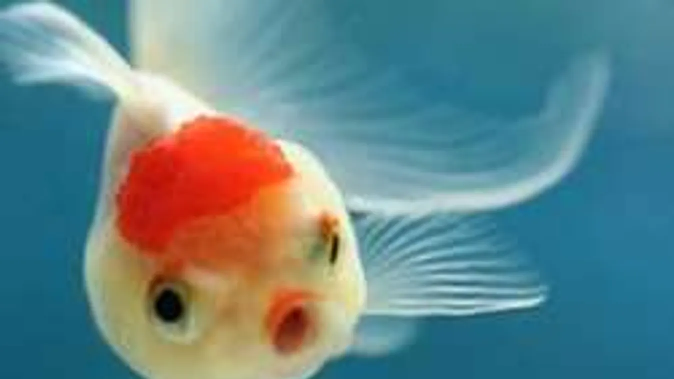 Ilyen nincs: protézist kapott egy aranyhal!