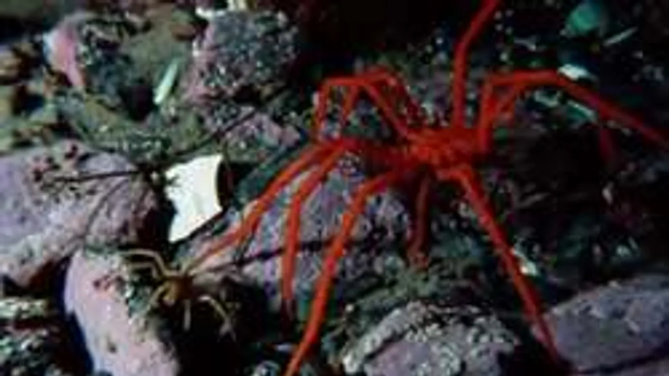 Ez a hátborzongató lény még a kutatókat is megdöbbentette!