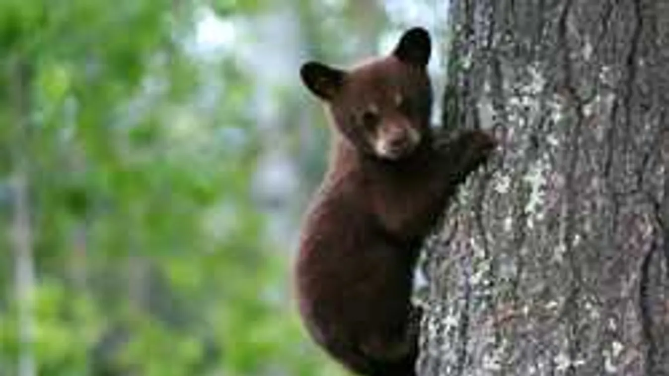 Ezzel a rakománnyal indult az Országos Mentőszolgálat Tusnádra