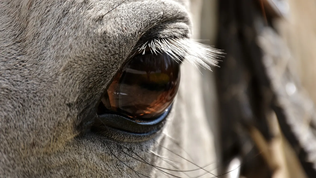 Dráma Sárváron: a fején sérült meg egy négyéves kislány a cirkuszban