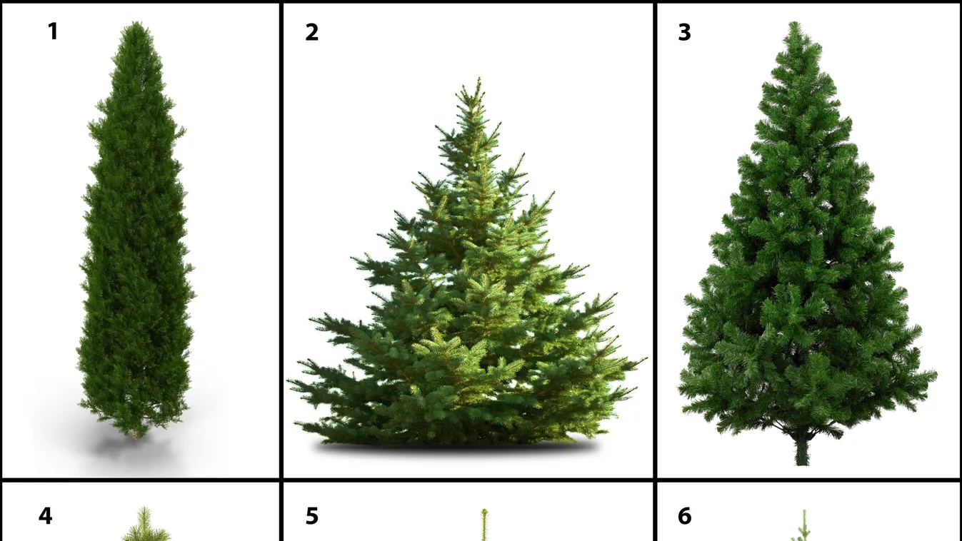 Melyik fenyőt választod? Elárulja, ki vagy!