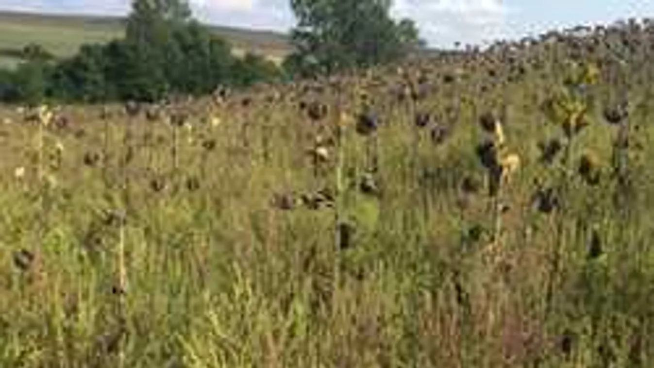 Kamu küzdelem folyik a parlagfű ellen