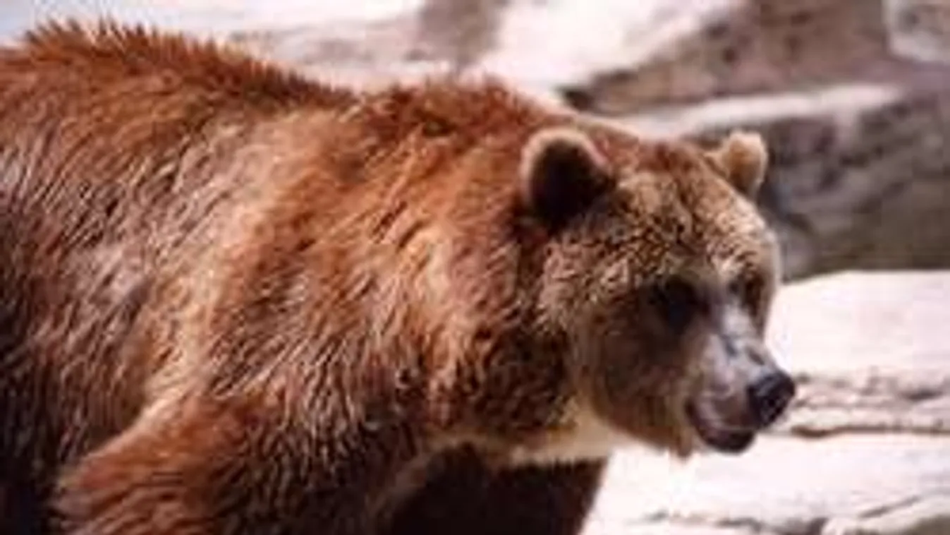 Nem merték elmondani a férjnek, hogy a medve helyett a feleségét lőtte le!