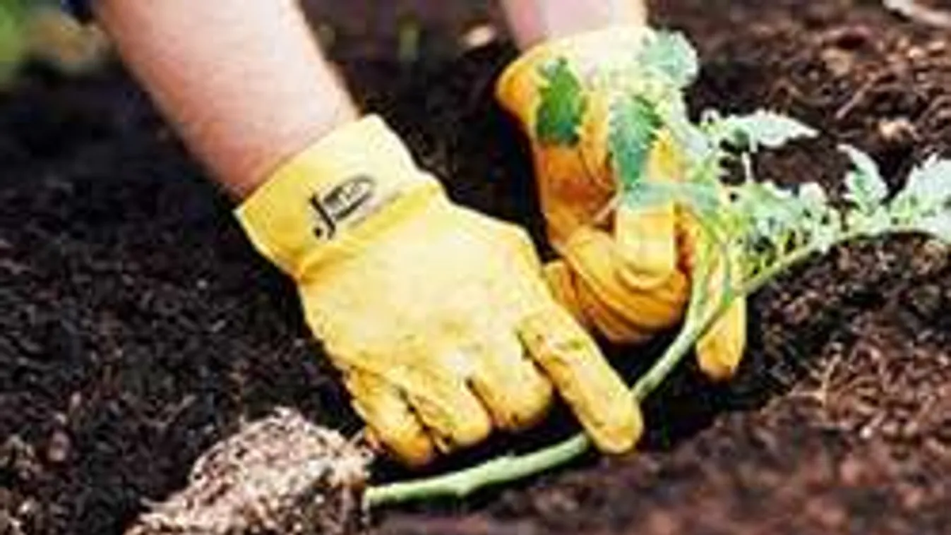 Ingyenes csodafegyver kertedben a kávézacc