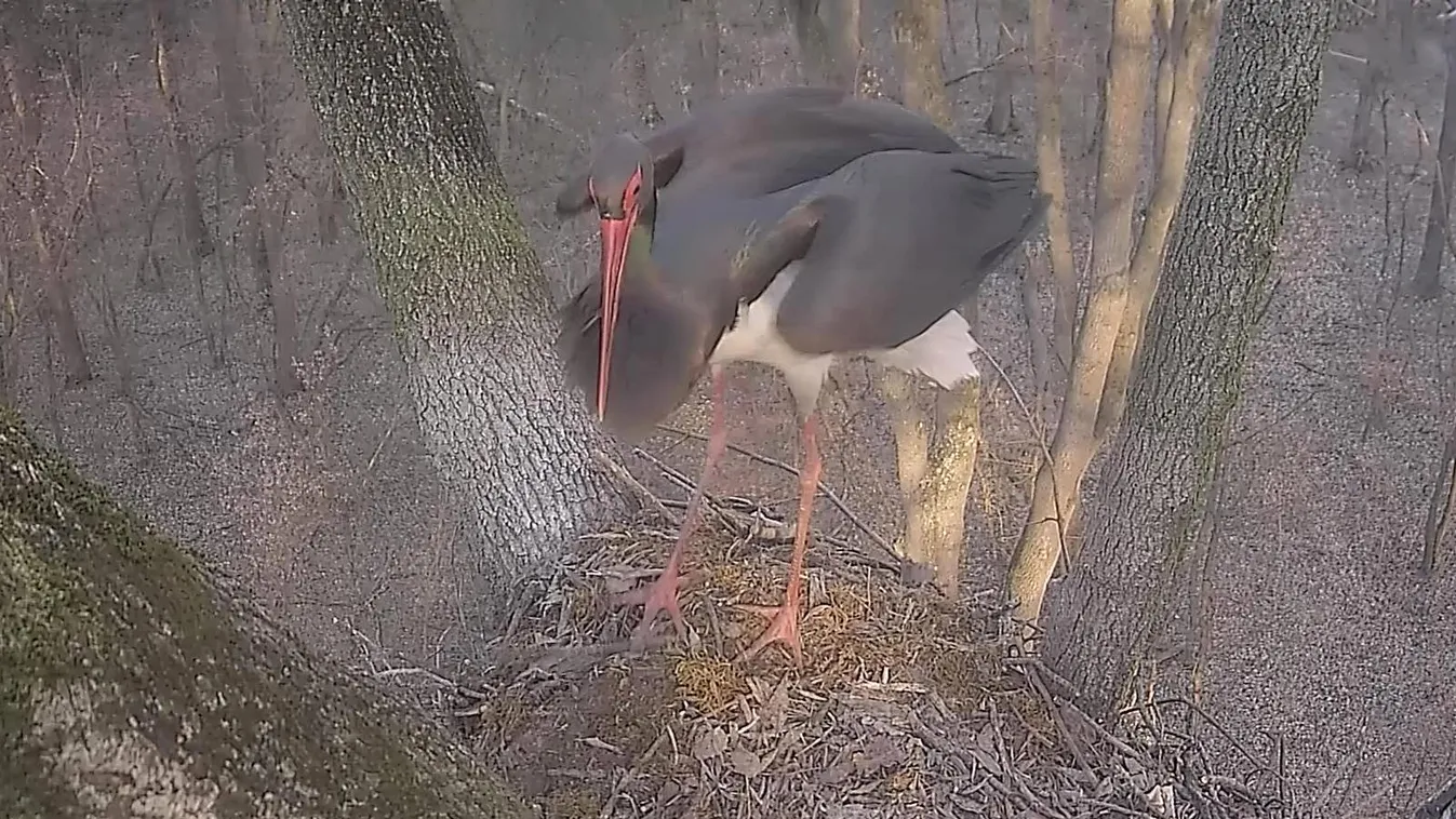 Videón, ahogy megérkezett az első fekete gólya Gemencre