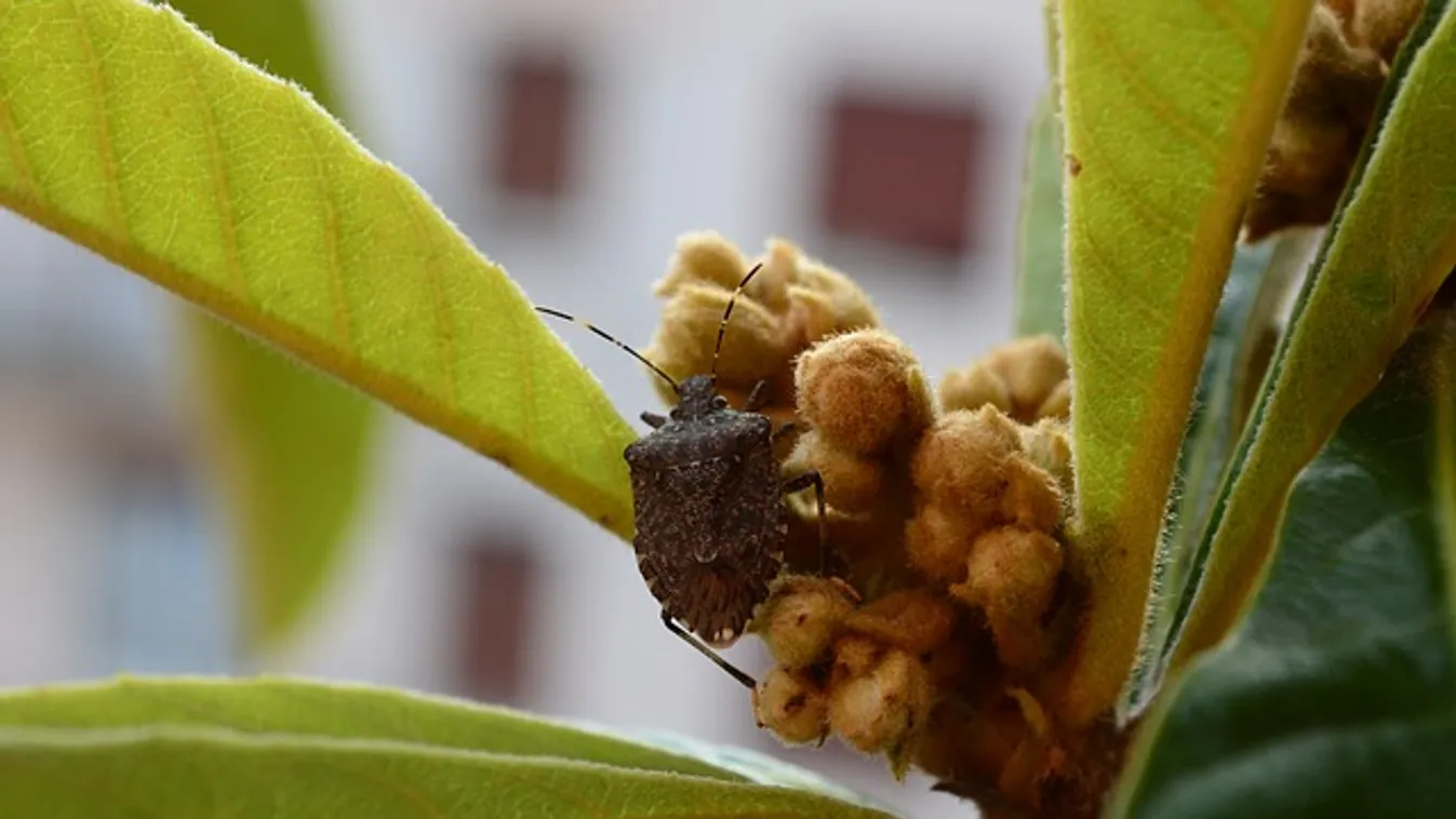 Idén is támadnak a kertben a poloskák, így védekezz ellenük