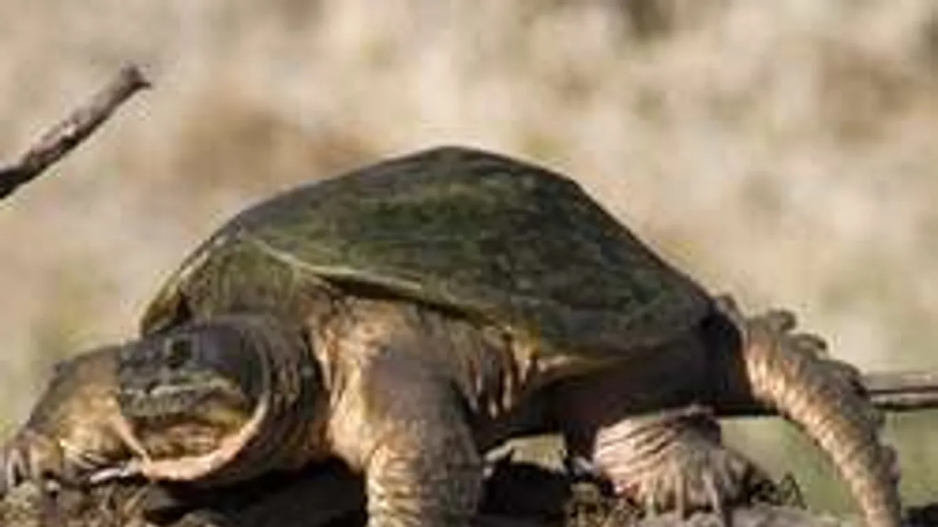 Veszélyes hüllőt fogtak Törökbálinton