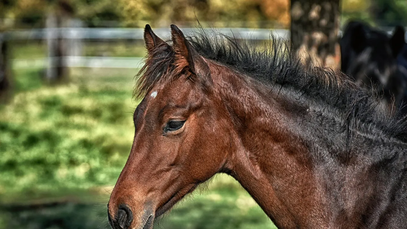 Borzalmas látvány: megcsonkított lótetemek hevertek mindenütt