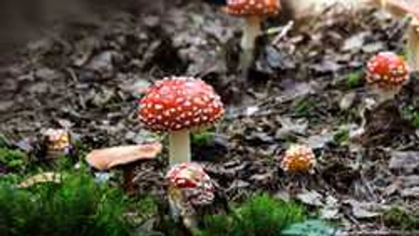 Tömeges gombamérgezés Szabolcsban: nyolcan már kórházban