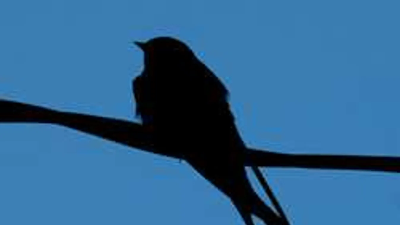 Fotót közölt a madárkórház: vérlázító, mit tett egy ember a fecskékkel