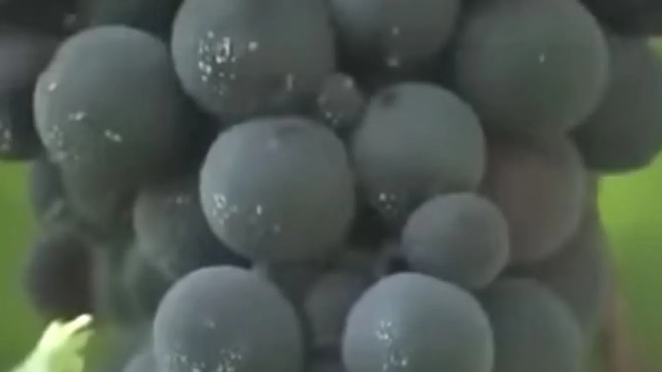 Az ész megáll: 3 milliót fizettek egyetlen fürt szőlőért