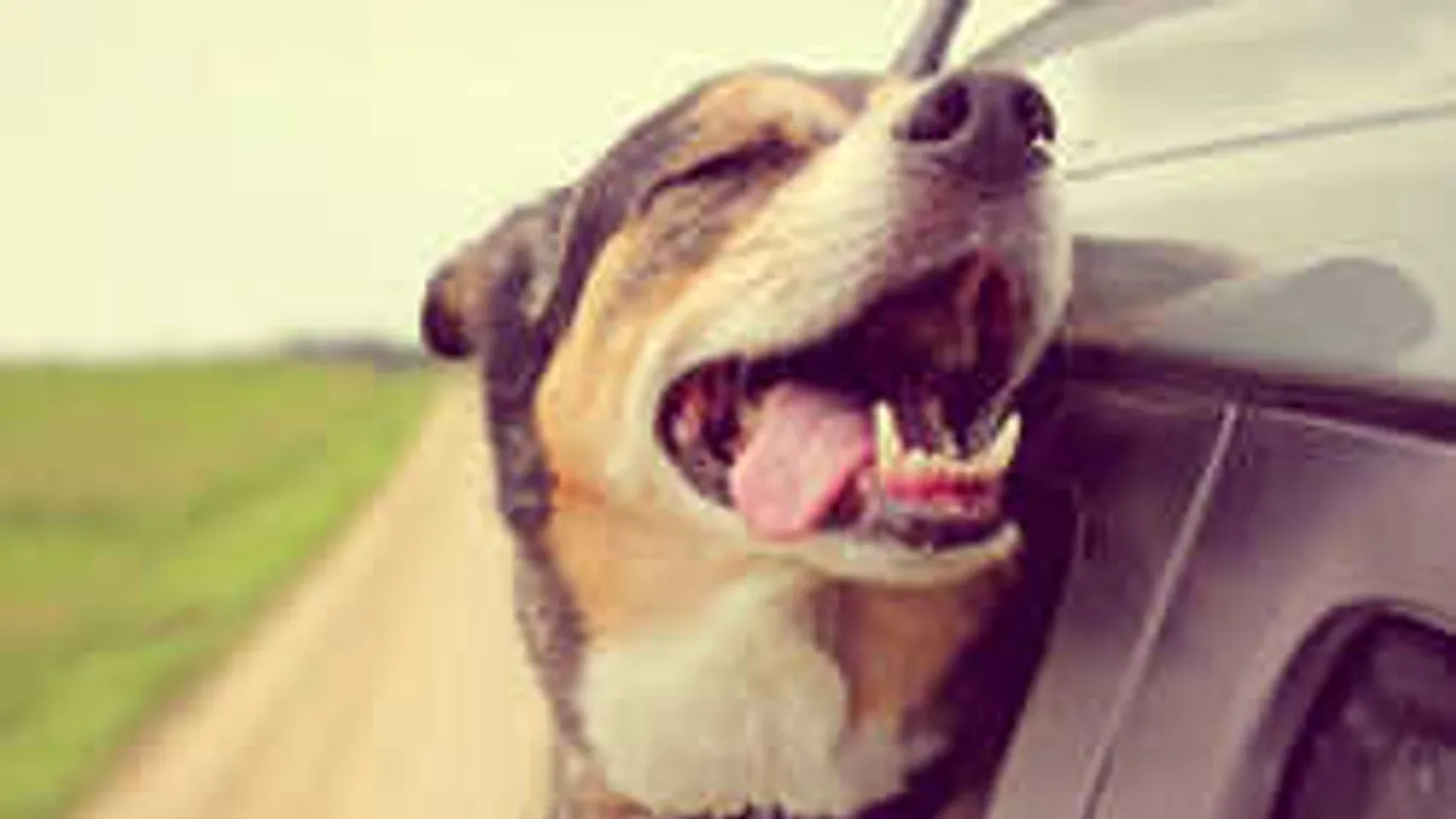 Soha ne hagyd a kutyádnak, hogy így utazzon az autóban