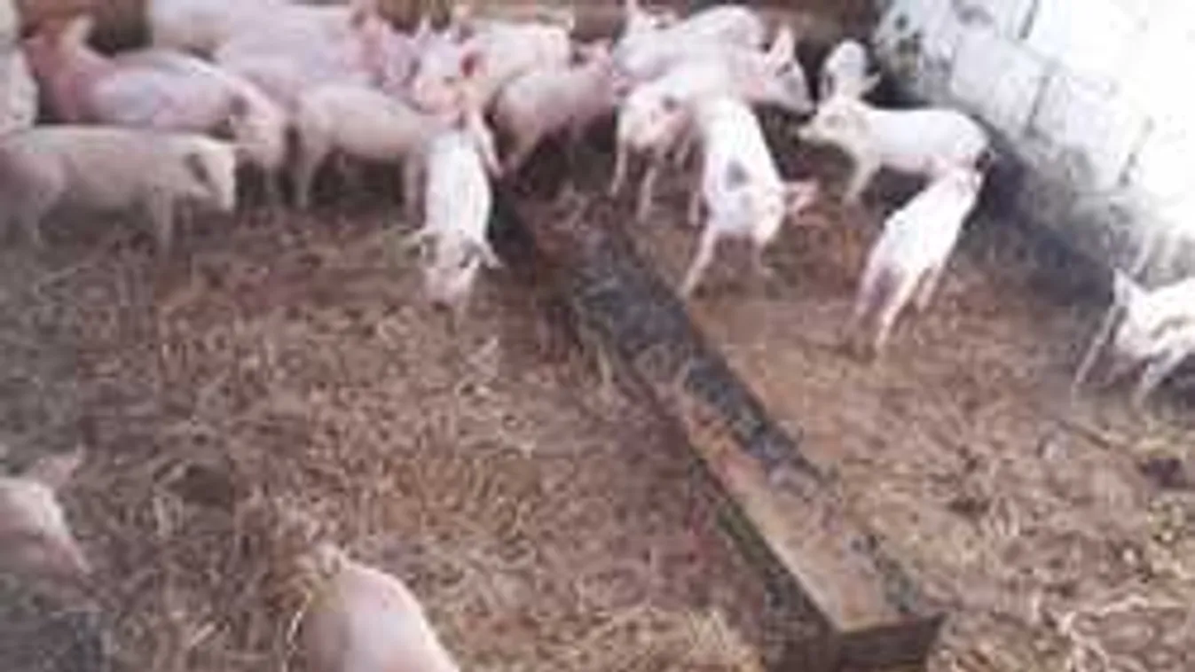 A rendőrök sem hittek a fülüknek, nem mindennapi lopást jelentettek be