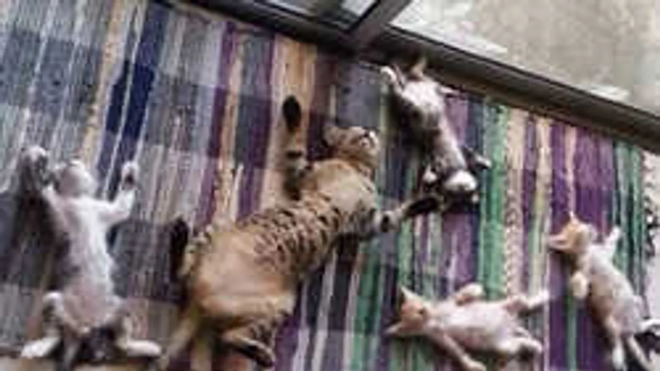 A macskák igazán imádják a napfényt