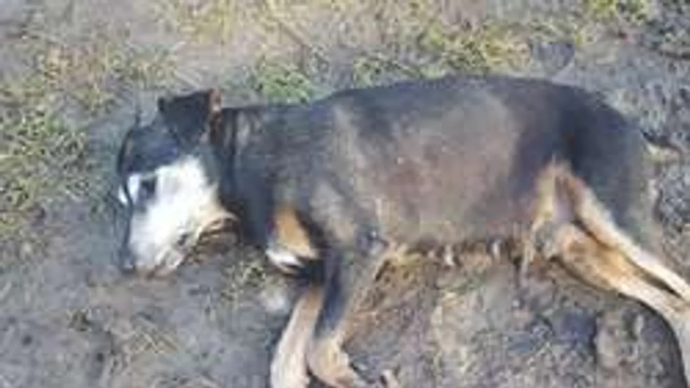 Sorra mészárolják le a kazincbarcikai kutyákat, rettegnek a gazdák!