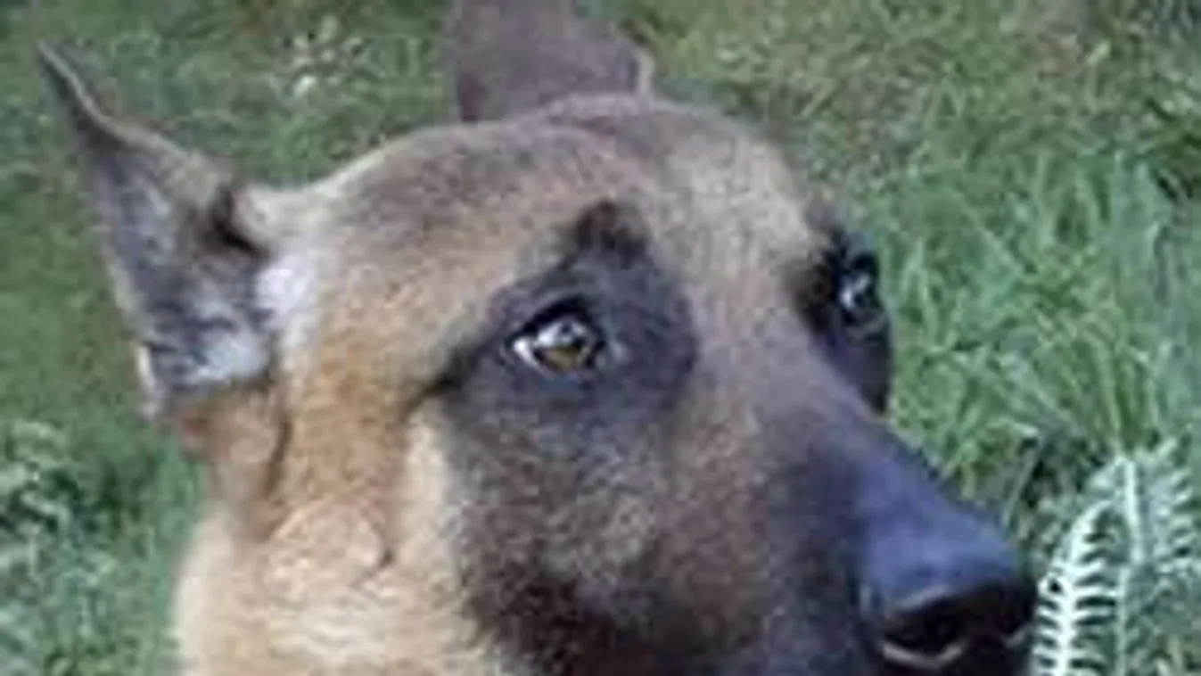 Kitüntetik Dieselt, a társáért életét adó hős rendőrkutyát