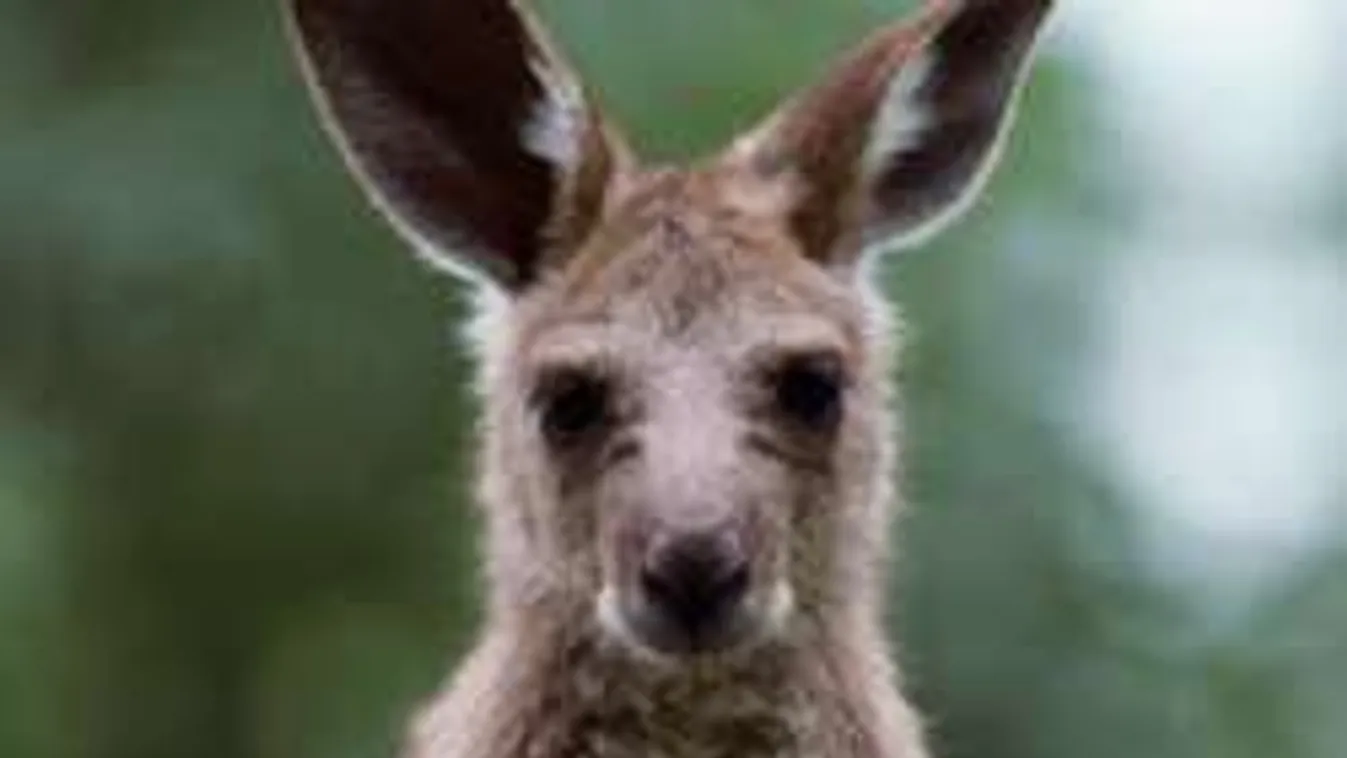 Bűbájbomba! Kenguru babusgatja a kutyust - VIDEÓ