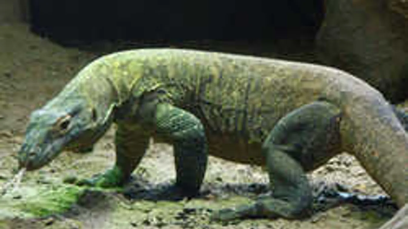 A kutyák is halálra rémültek, hatalmas gyíkszörny tűnt fel a kerítésen