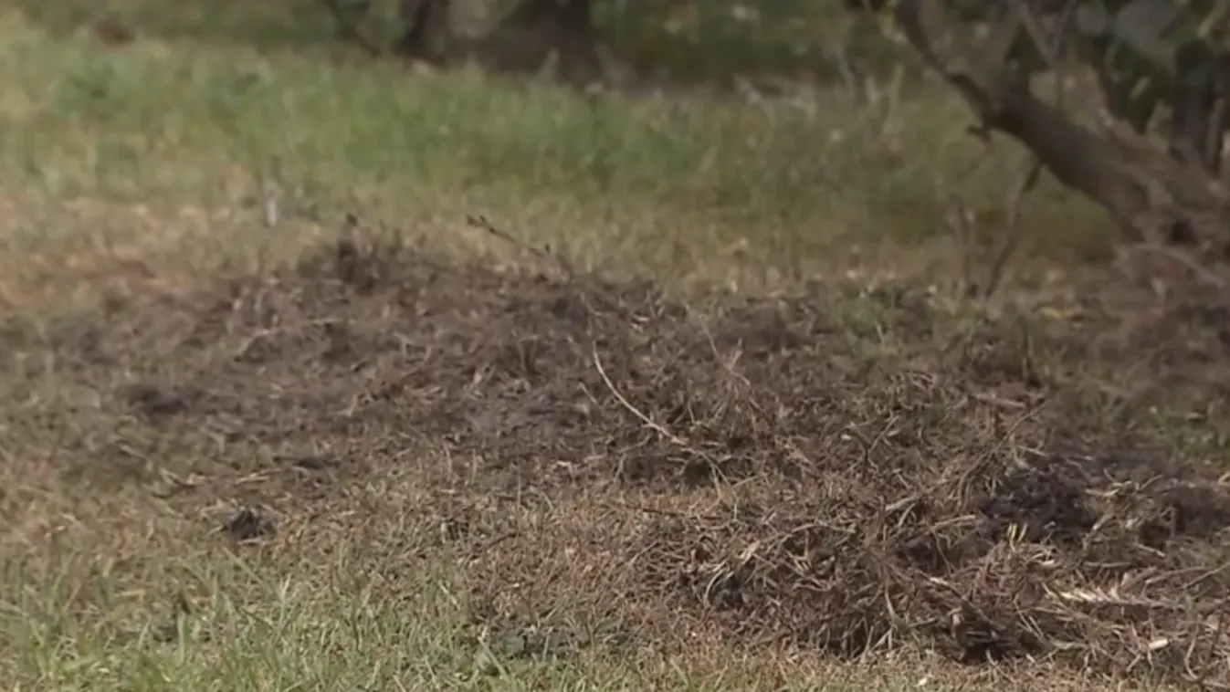 „Ezt senkinek sem szabad látnia” – egy feldarabolt nő holttestét találta meg az udvarában