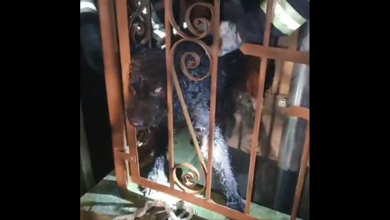 Hősök: vaskerítésbe szorult kutyát mentettek a gödöllői tűzoltók – videó