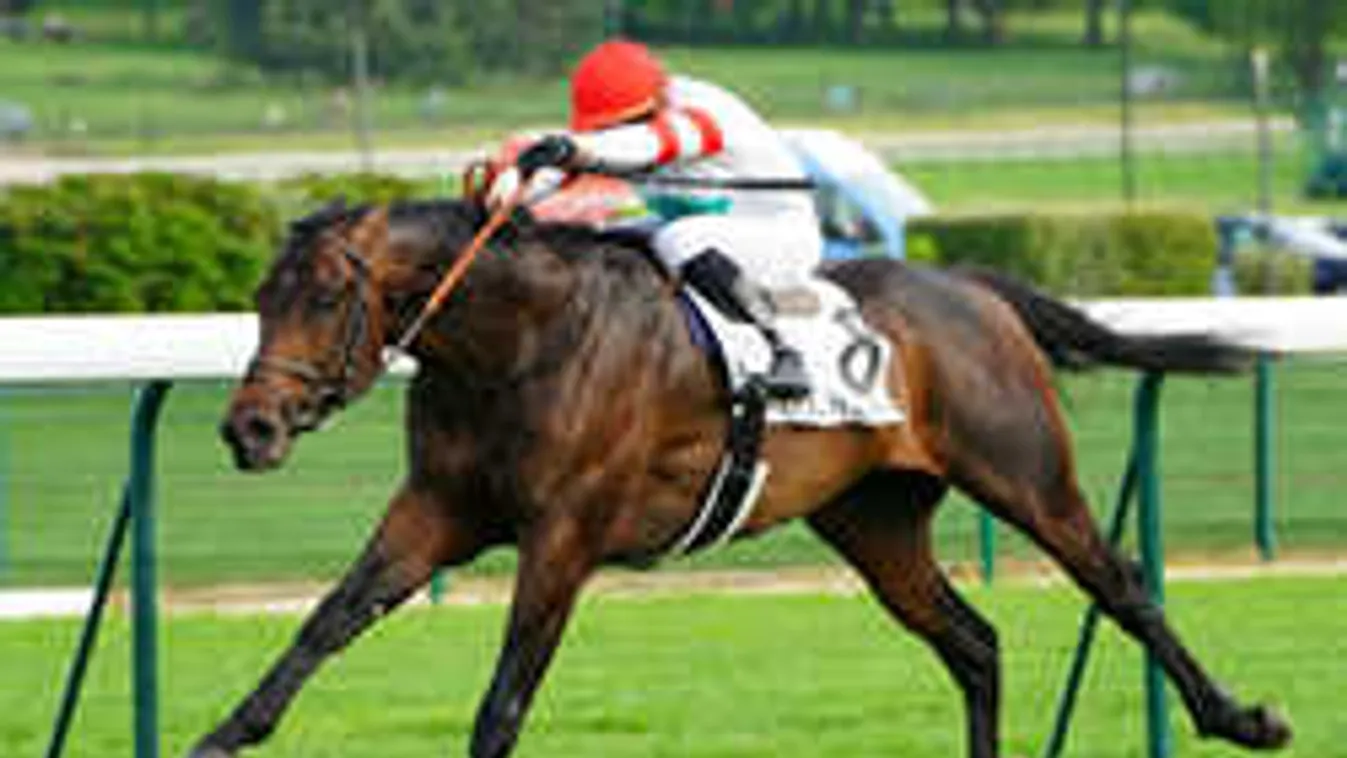 A magyar csodaló megszorította a világbajnok focista lovát