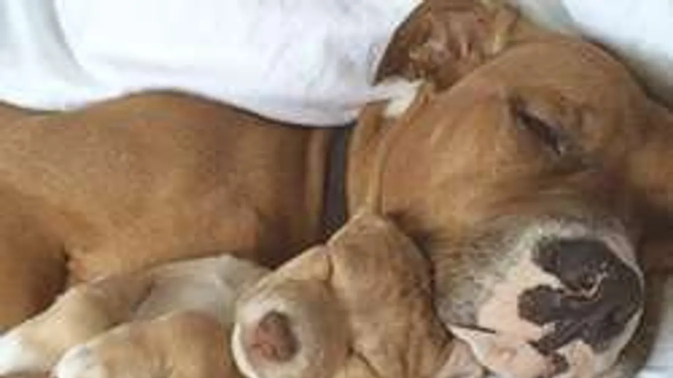 Ebbiznisz: több pénzt hoz, mint a csempészcigi, de gyomor kell hozzá