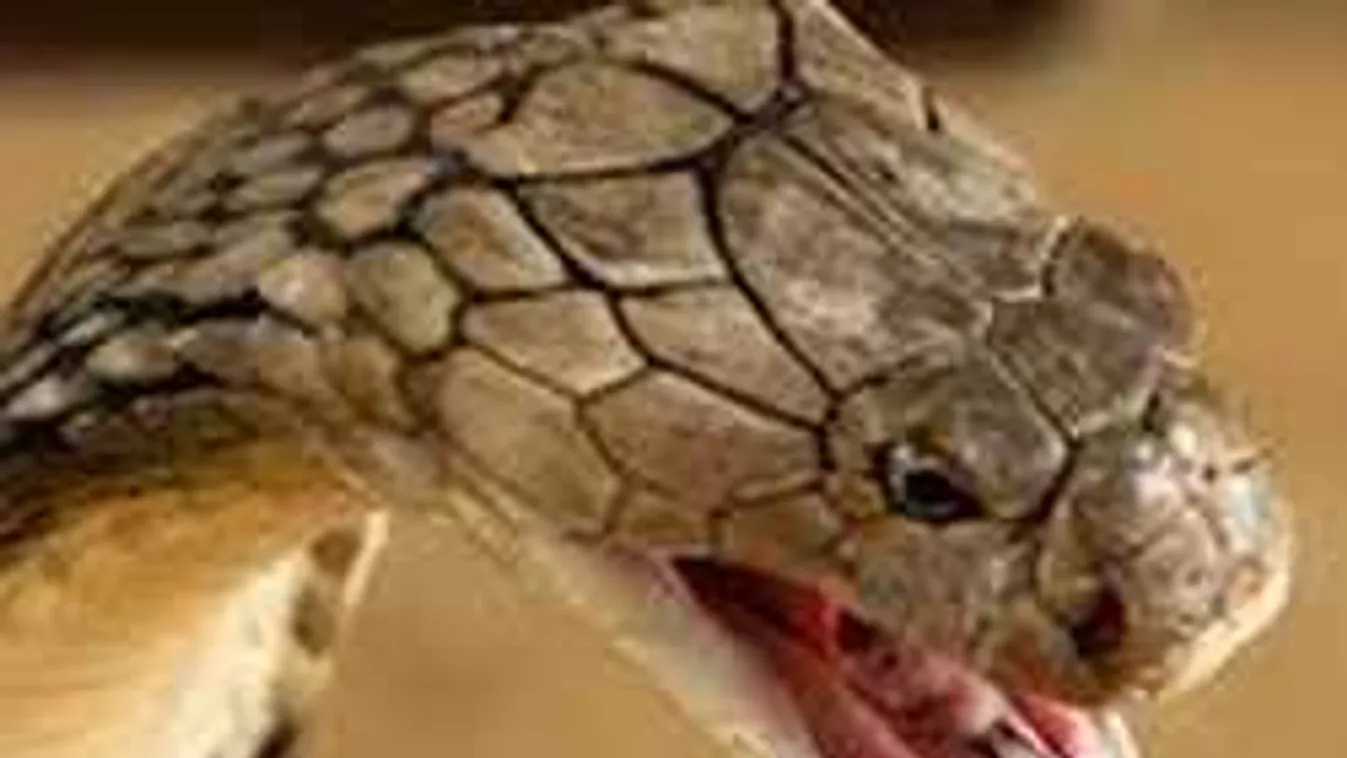 Elképesztő videó: Királykobrát pofoz le egy csecsemő