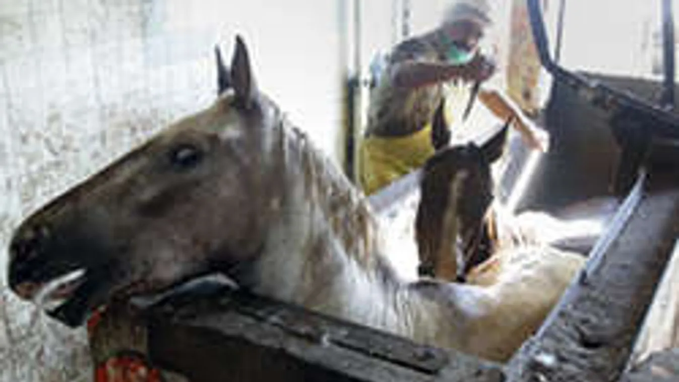 140 lovat gyilkoltak le Szarvason, marhahúst hamisítottak