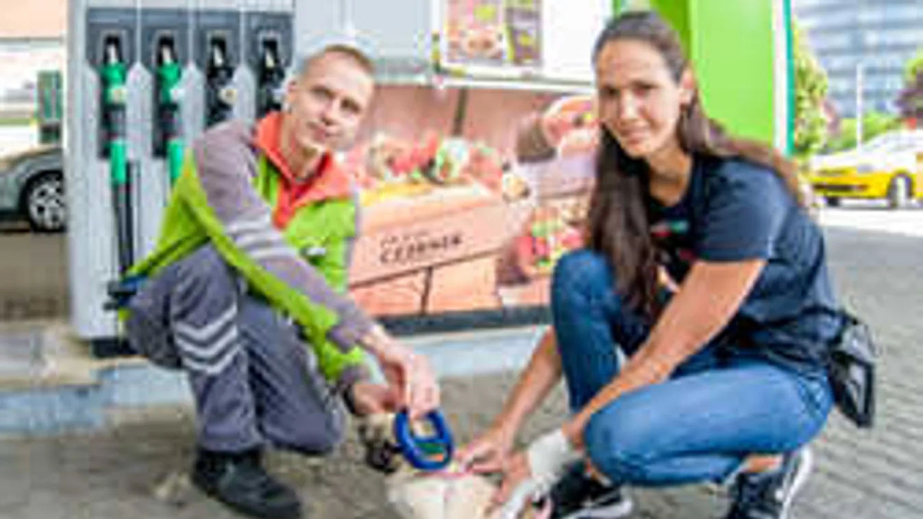 Így segítenek az elkóborolt kutyák megtalálásában