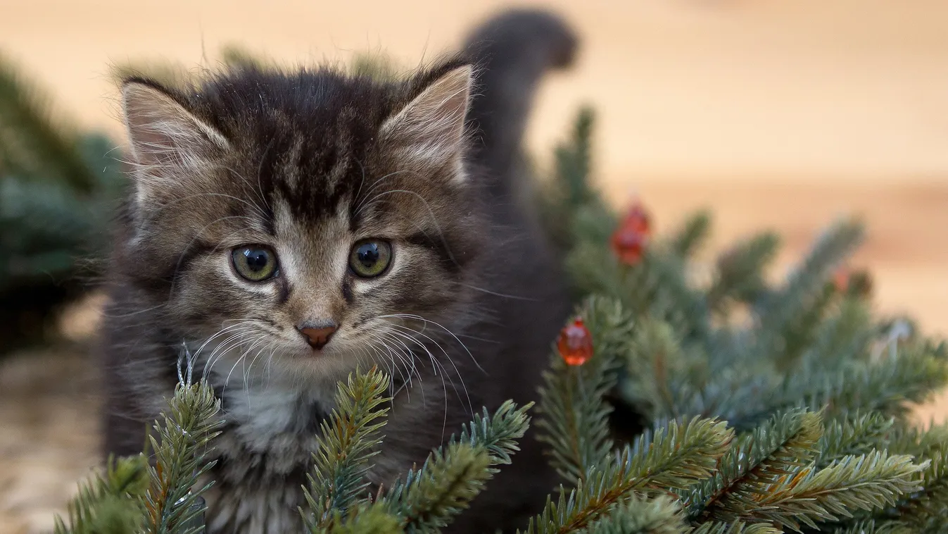 Mutatjuk az ünnepi időjárást, mégis lehet fehér karácsonyunk?