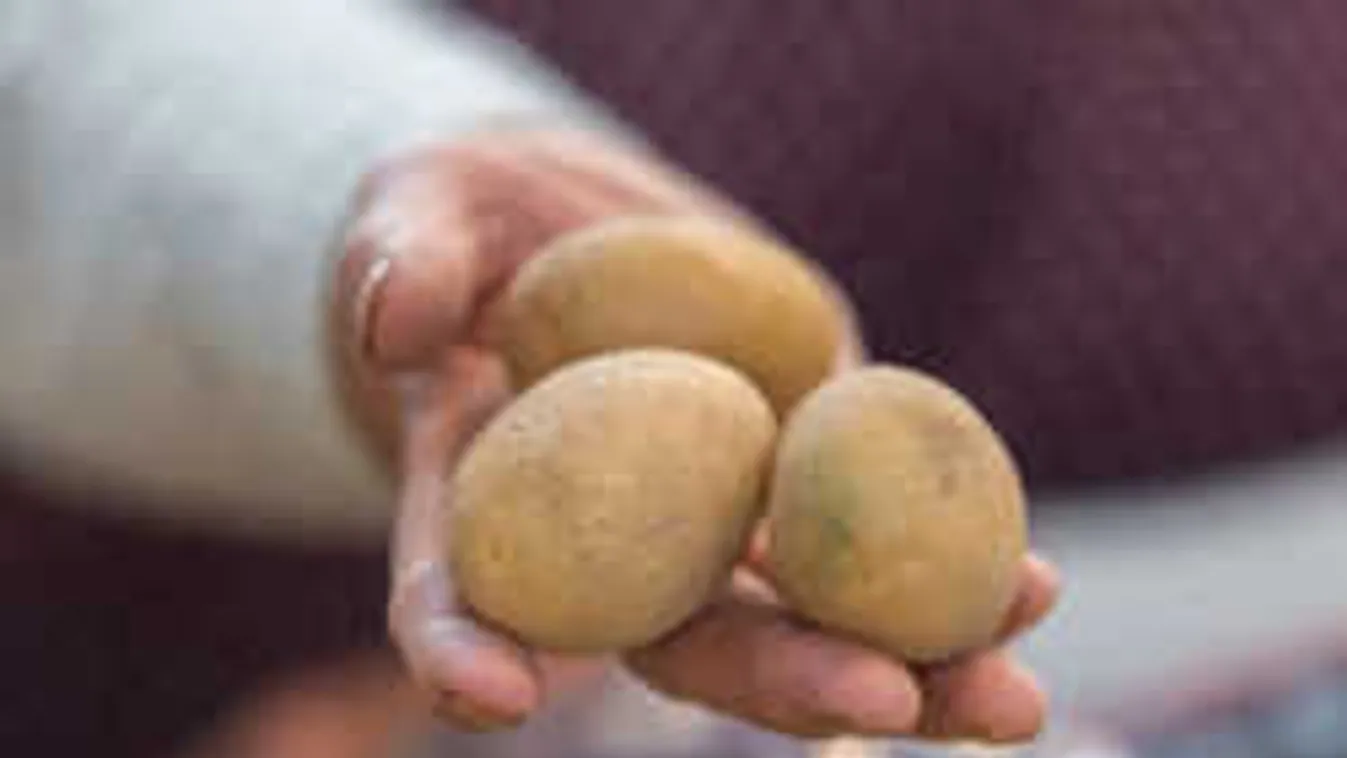 Olcsó az idei krumpli, mégis keseregnek a vevők