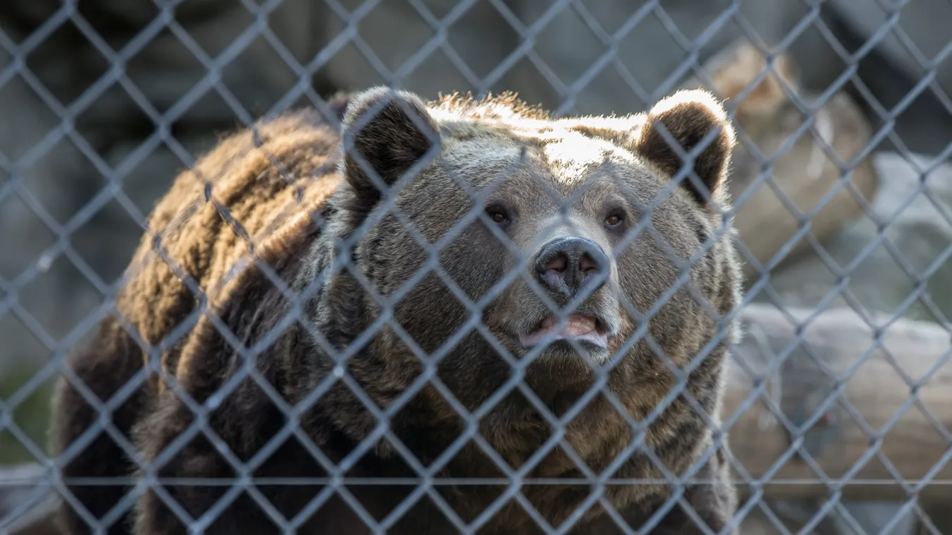 Medvét nyúztak és részegen simogatták az oroszlánt a magyar állatkertben