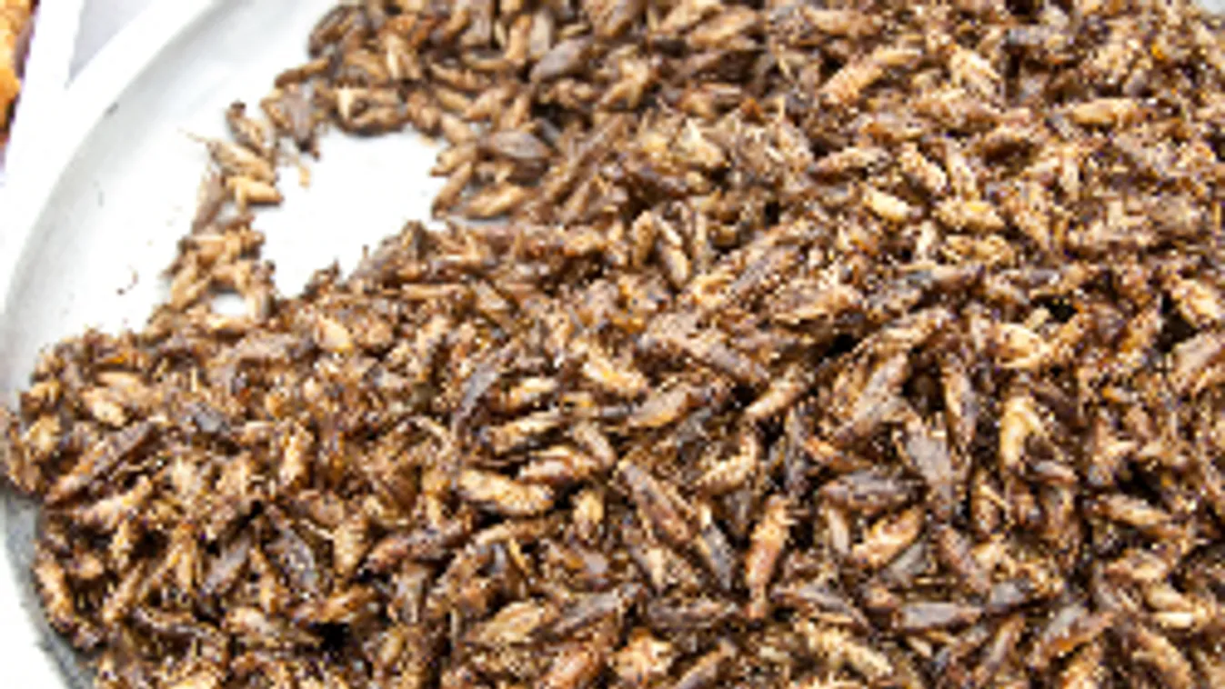 Hamarosan itt a tücsökliszt! Megkóstolnád?