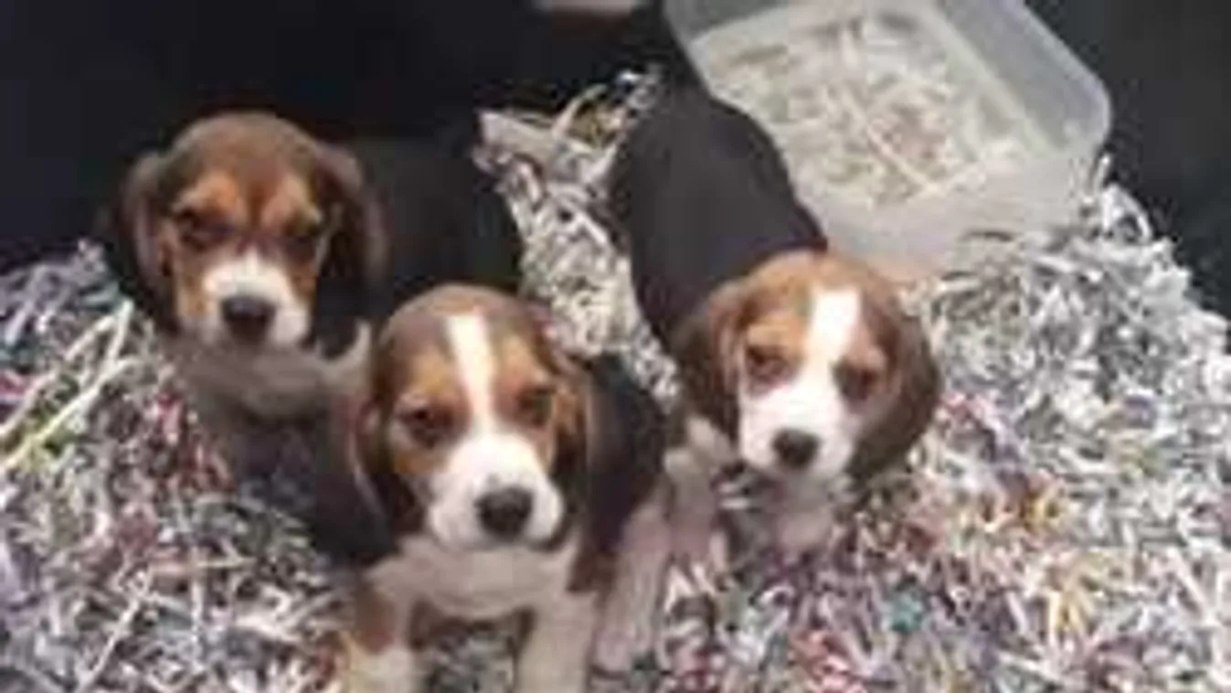 Ilyen cuki kutyusokkal buktak le az állatszállítók