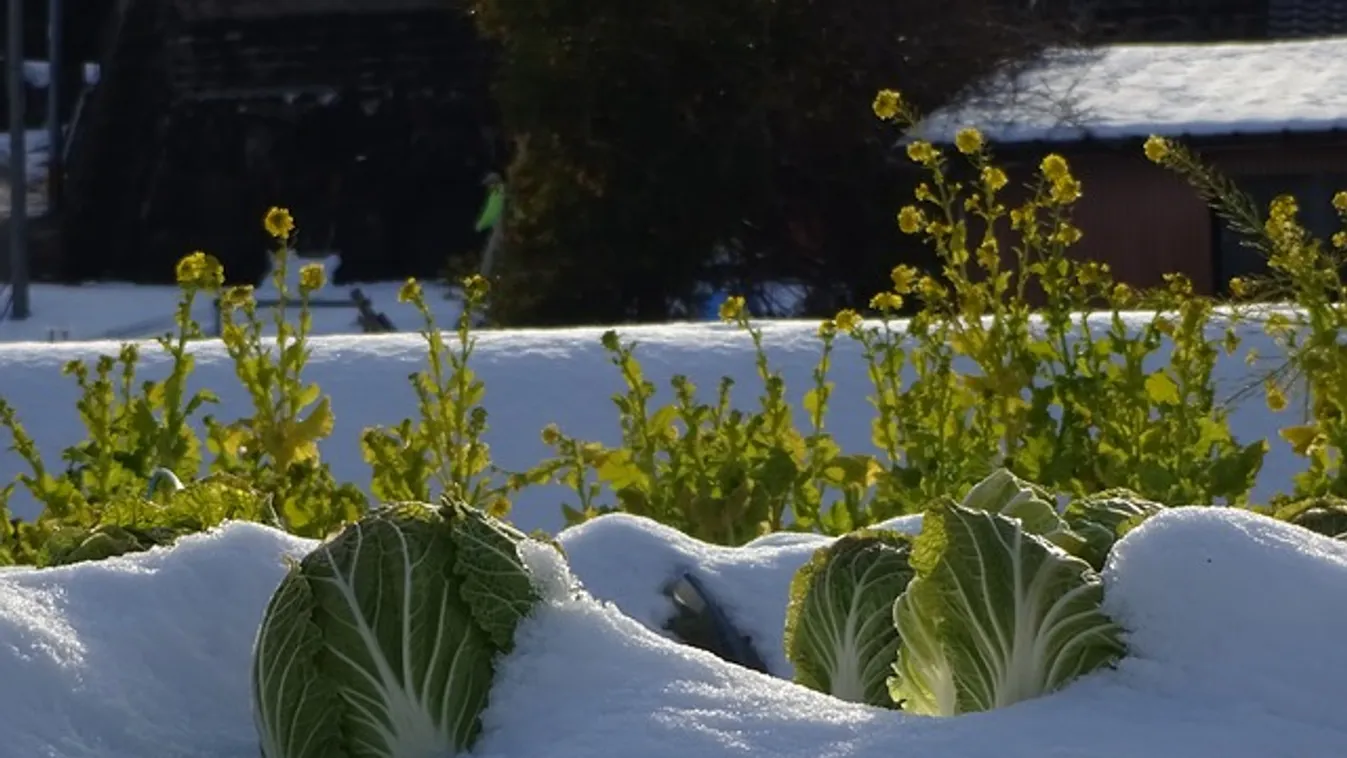 Januári csoda: Nem hiszed el, mit talált kiskertjében a szabolcsi háziasszony