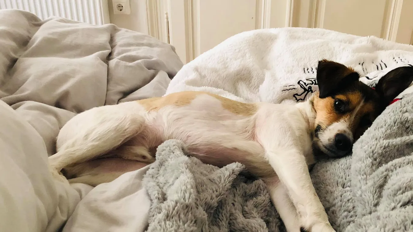 10 métert zuhant Benji a budai várban, azonnal meg kellett műteni