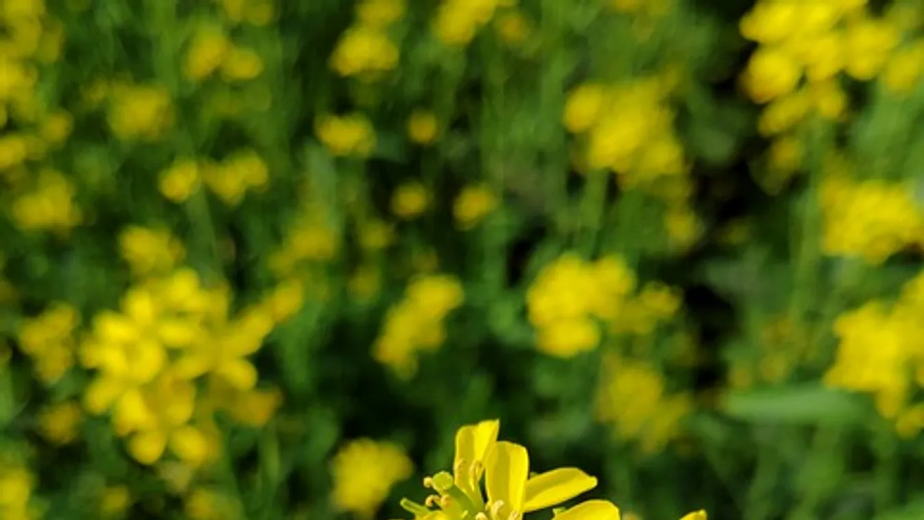 Szórj mustármagot a konyhakertbe, elképesztő lesz a hatás