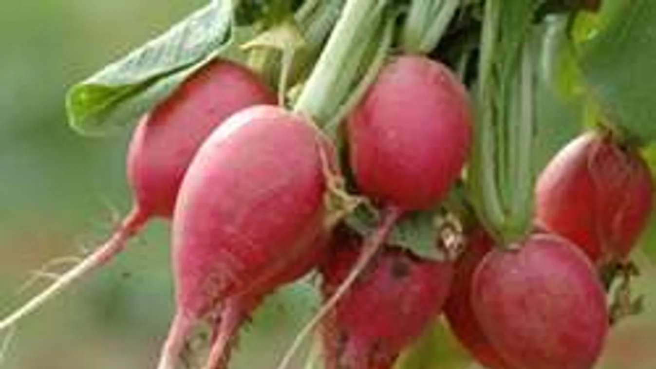 Termelj zöldséget az ötödiken!