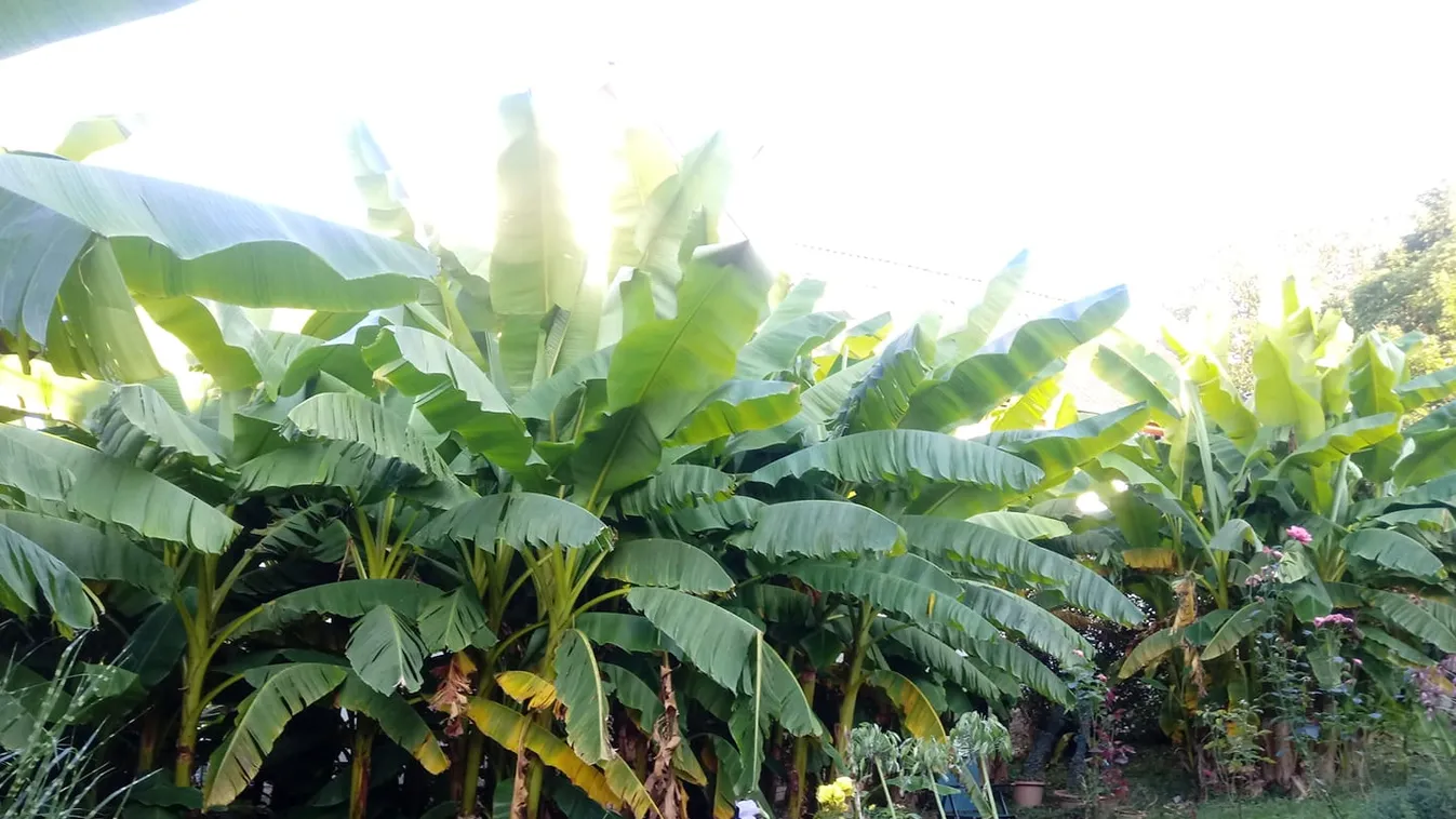 Szemkápráztató banánfa ültetvény nő egy kaposvári kertben -fotók